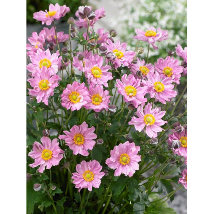 Anemone hybrida Fantaisy Pocahontas en pleine floraison