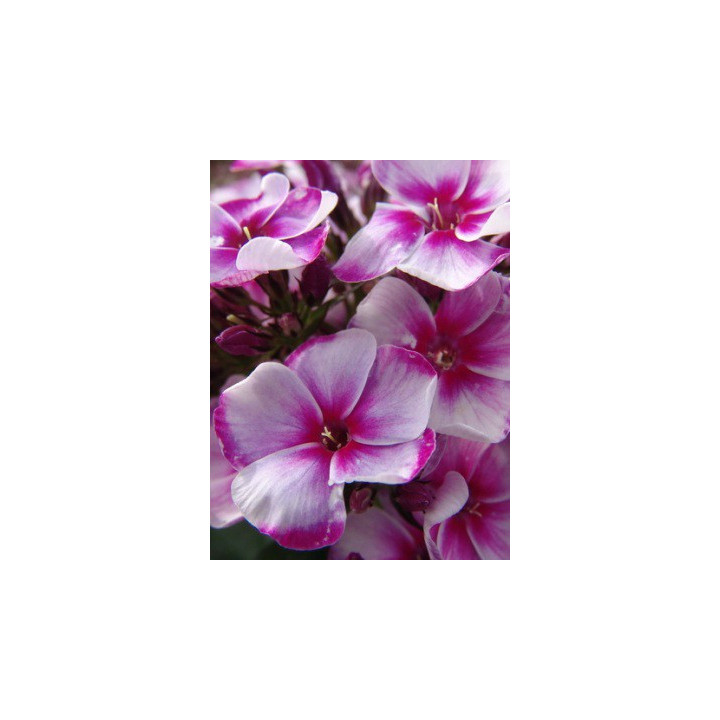 Phlox paniculata Neon Flare Blue