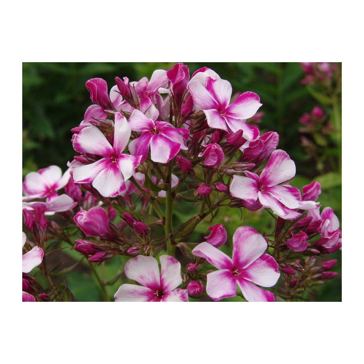 Phlox paniculata Neon Flare Blue