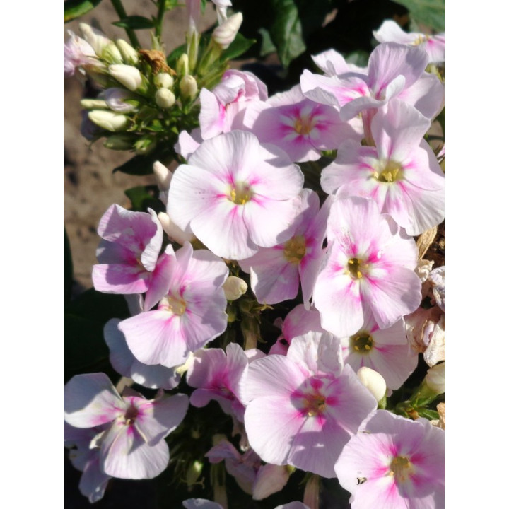 Phlox paniculata Younique Bicolor