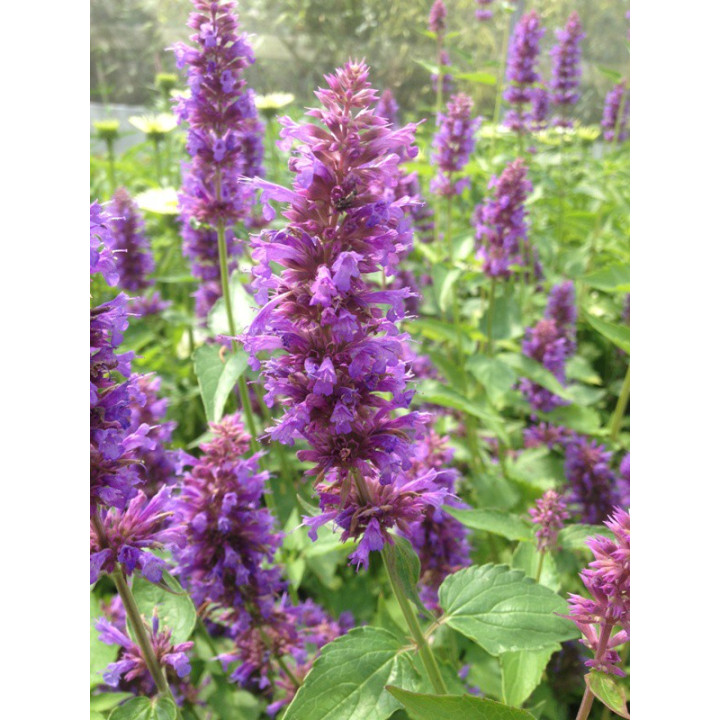 Agastache Blue Boa