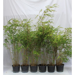 10 Fargesia rufa C2L 50-60cm