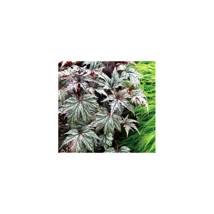 Begonia Garden Angel Silver