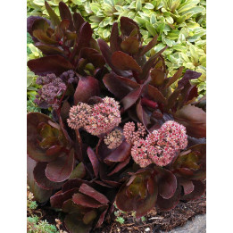 Sedum Chocolat Drop