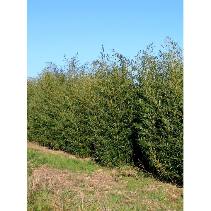 Bambou Phyllostachys bissetii