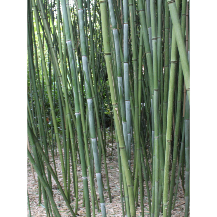 Bambou Phyllostachys bissetii