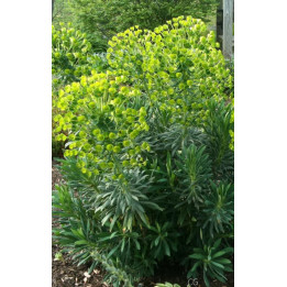 Euphorbia characias ssp. wulfenii 'Shorty