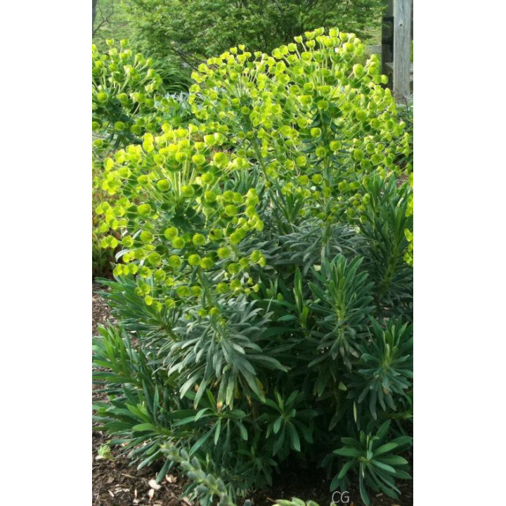 Euphorbia characias ssp. wulfenii 'Shorty