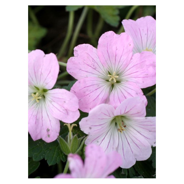 Geranium Dreamland