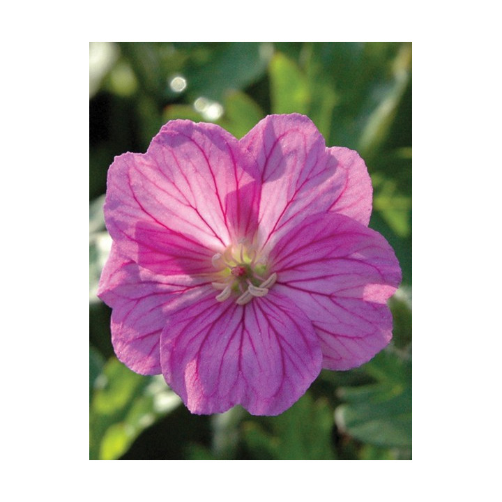 Geranium Blushing turtle