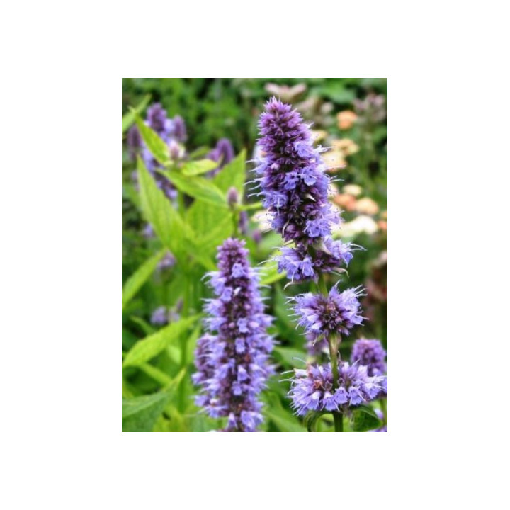 Gros plan sur la fleur d'Agastache Blue Fortune