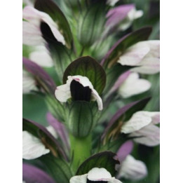 Acanthus mollis