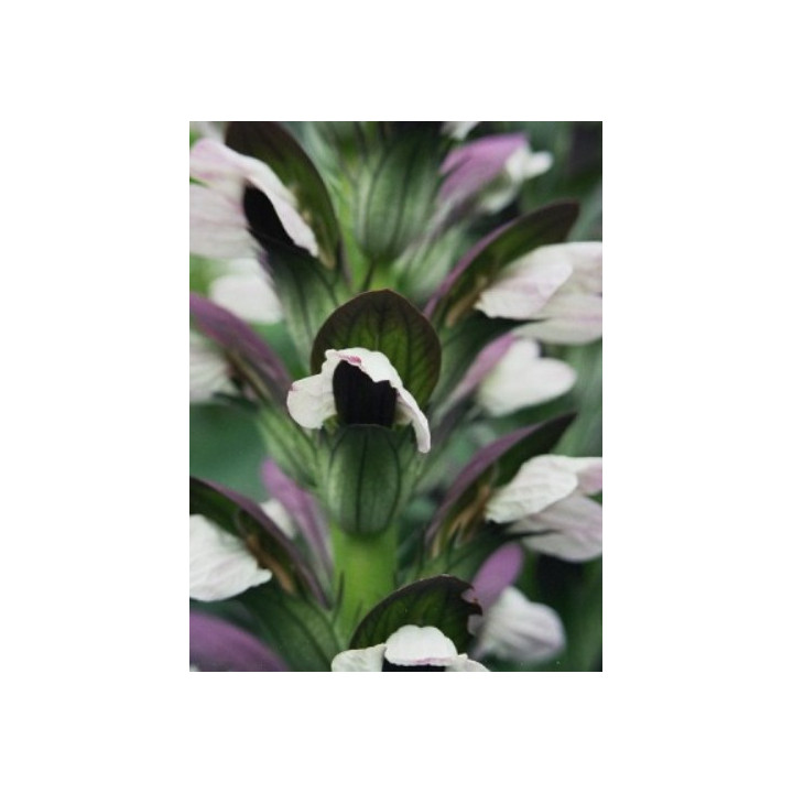 Acanthus mollis