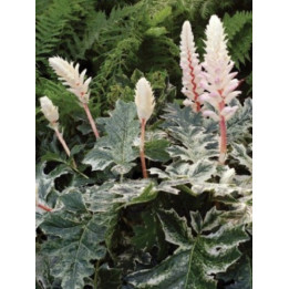 Acanthus mollis Tasmanian Angel