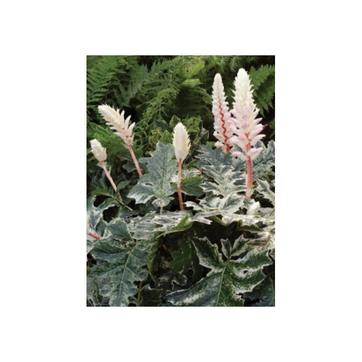 Acanthus mollis Tasmanian Angel
