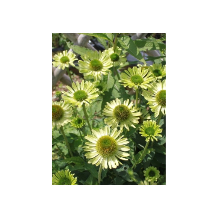 Echinacea purpurea Green Jewel - Floraison