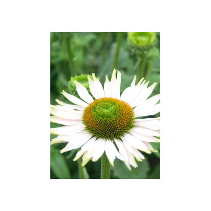 Echinacea purpurea Virgin