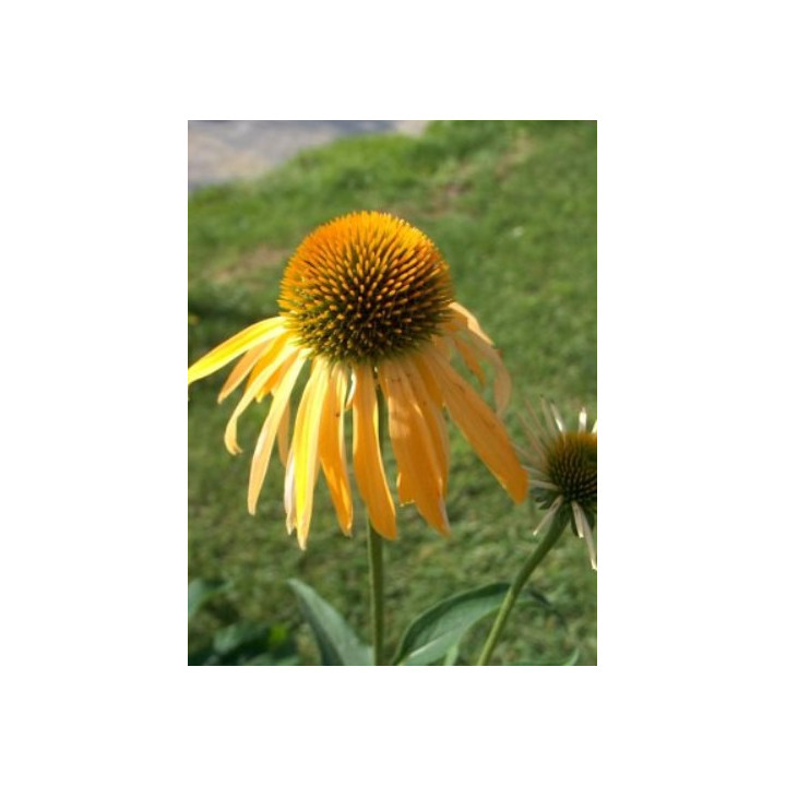 Echinacea purpurea Harvest Moon