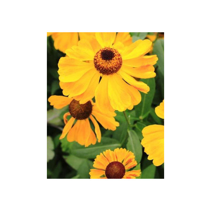 Helenium El Dorado