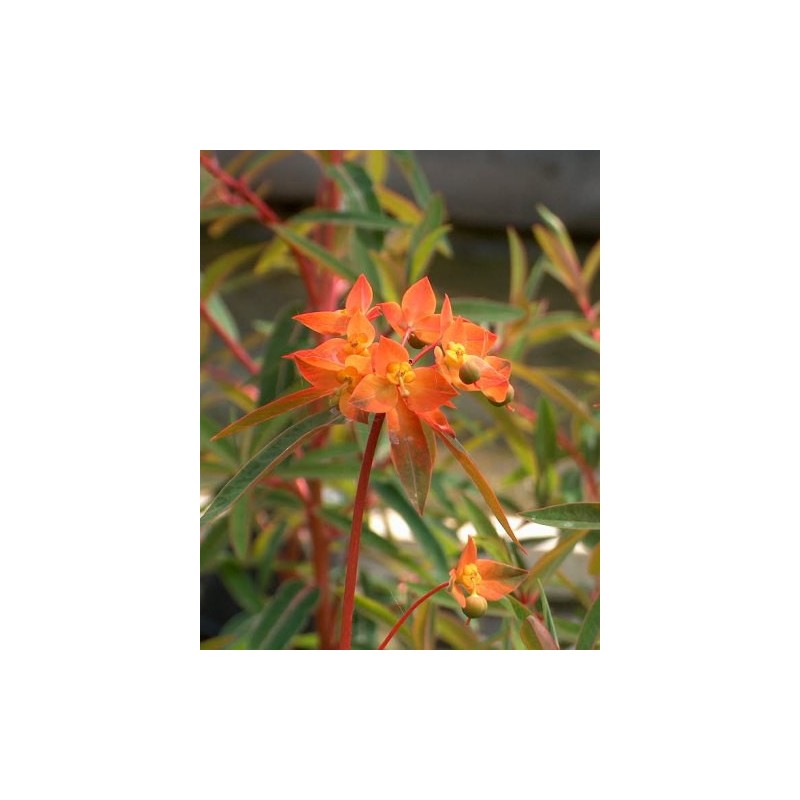 Euphorbia griffithii Fireglow - Le chatel des vivaces