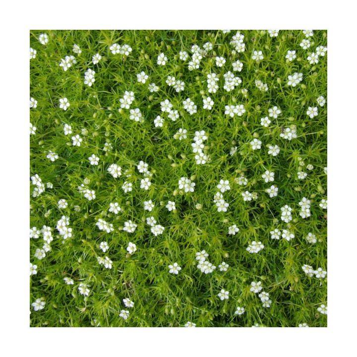 Floraison blanche de la Sagina subulata