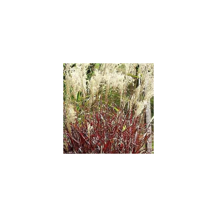 Miscanthus sinensis Dronning Ingrid