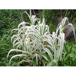 Arundo donax variegata