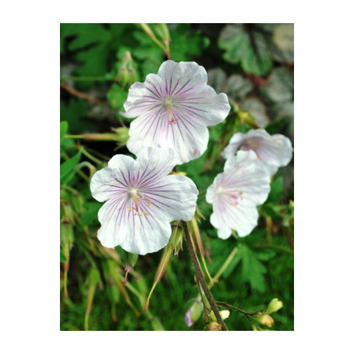 Geranium himalayense Derrick Cook