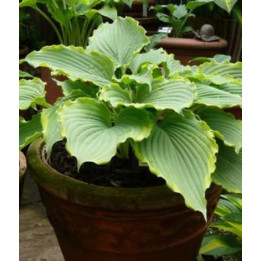 Hosta Spartacus