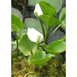 Calla palustris - Arum des marais