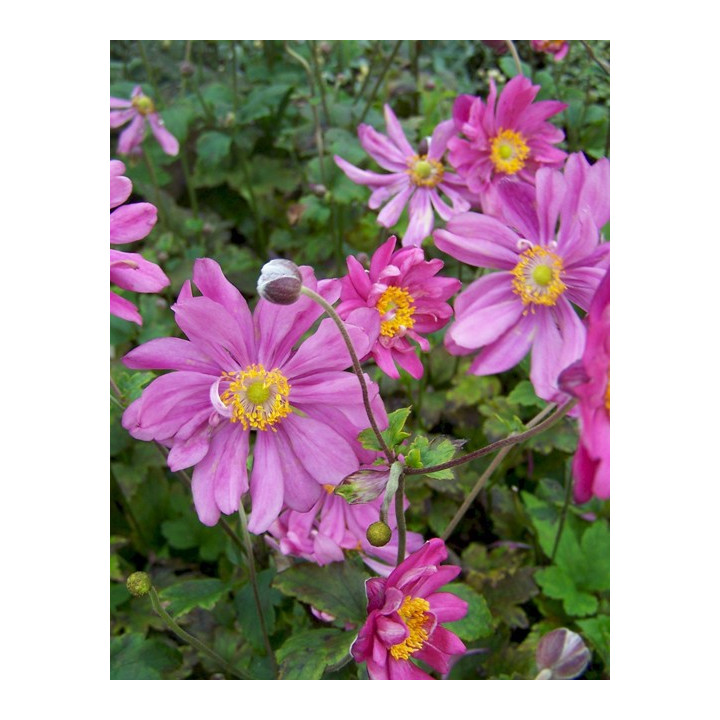 Fleurs de l'Anemone Prinz Heinrich