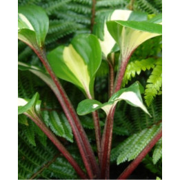 Hosta raspberry sundae