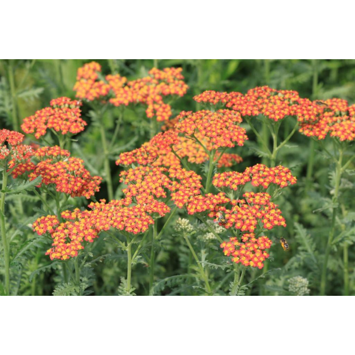 Achillea millefolium Terracotta en fleurs