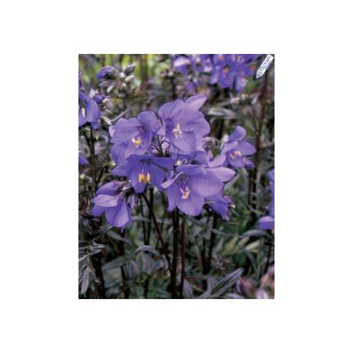 Polemonium Heaven Scent