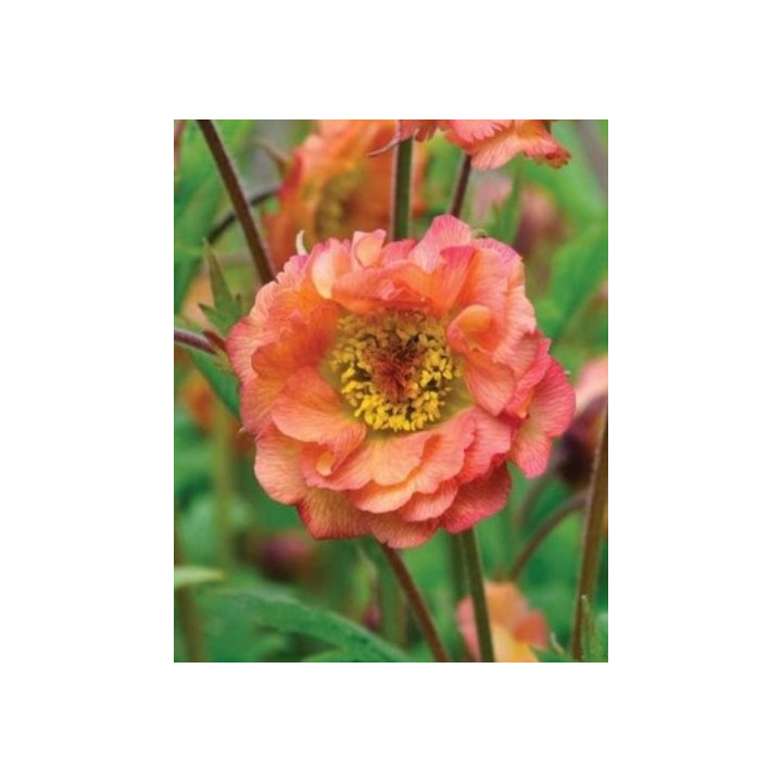 Geum Mai Tai