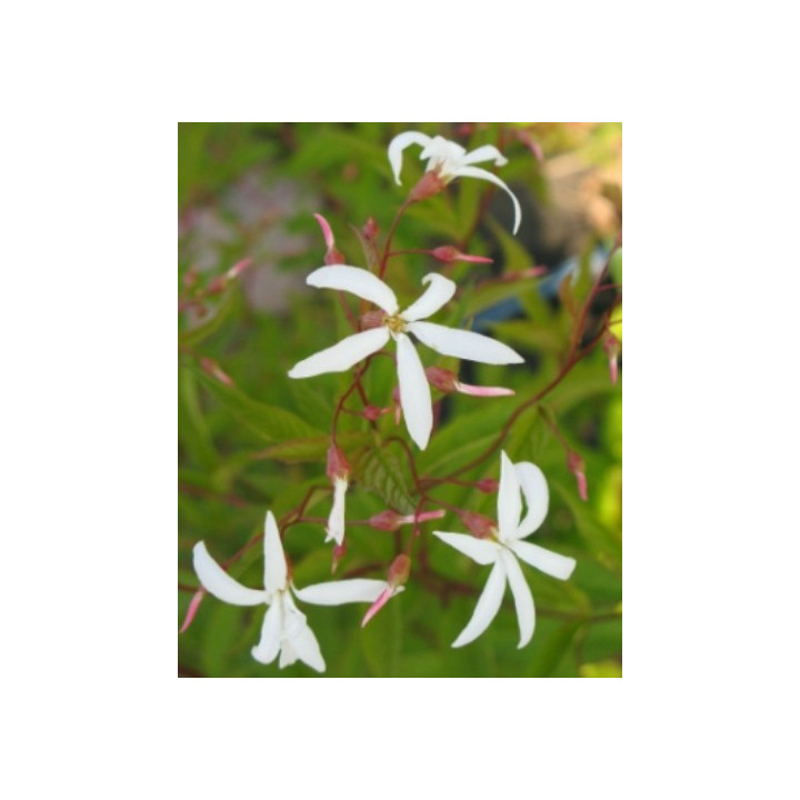 Fleurs du Gillenia trifoliata