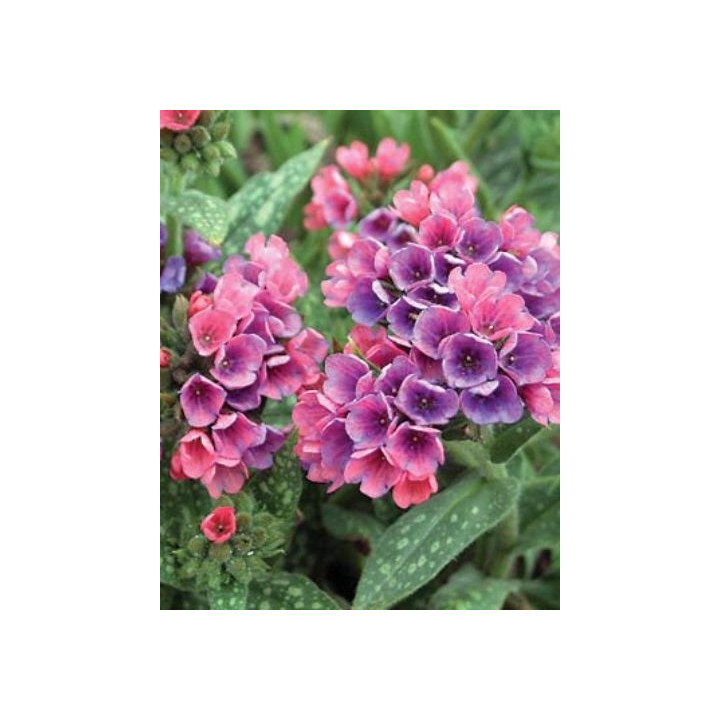 Pulmonaria Raspberry Splash