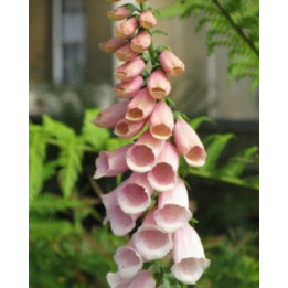 Digitalis purpurea Apricot
