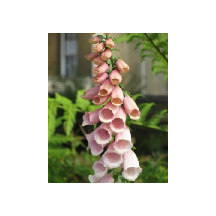 Digitalis purpurea Apricot