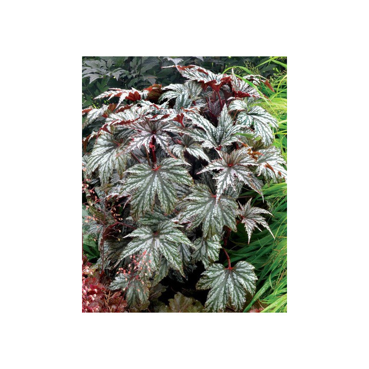 Begonia Garden Angel Silver