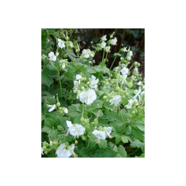 Geranium macrorrhizum White Ness