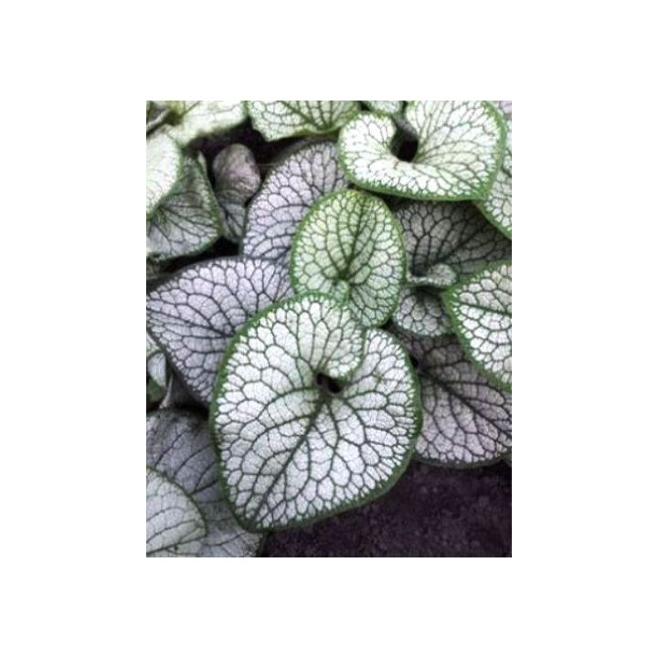 Brunnera Sea Heart - feuillage argenté épais nervuré de vert