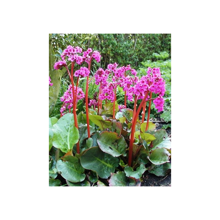 Bergenia Overture en fleurs