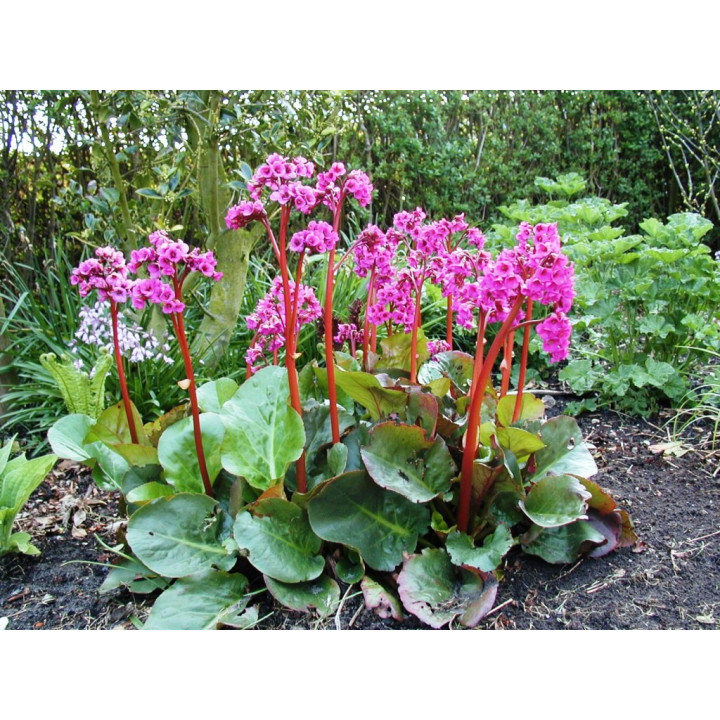 Bergenia Overture