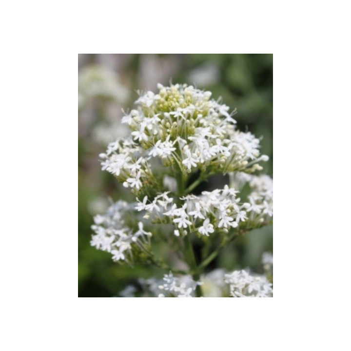 Centranthus ruber Albus