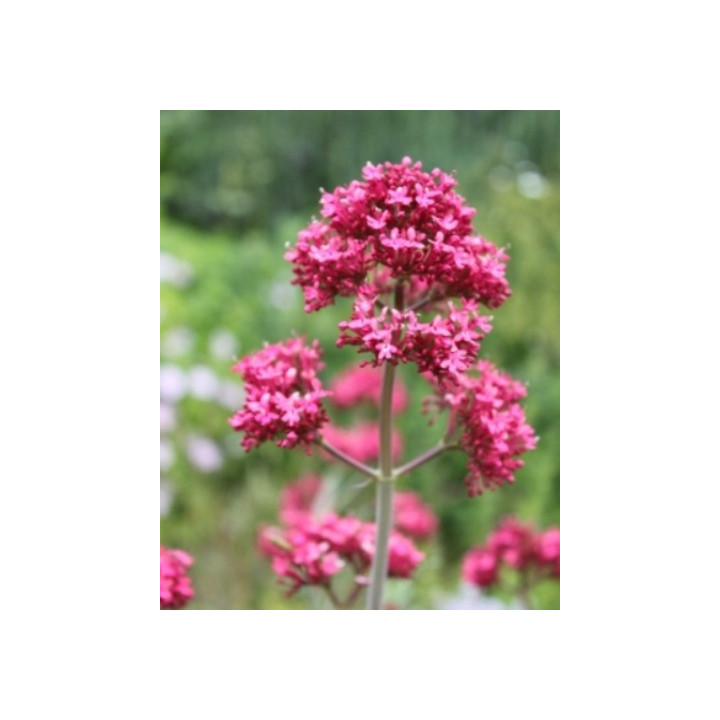 Centranthus ruber Coccineus