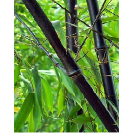 Bambou Phyllostachys nigra