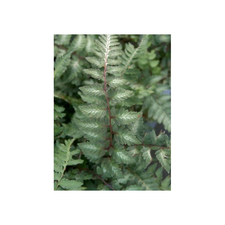 Athyrium niponicum Metallicum