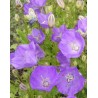 Campanula carpatica Clips Blue