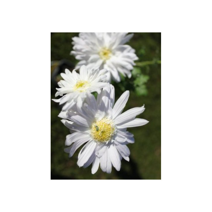 Chrysanthemum Nadine